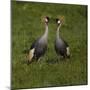 Africa. Tanzania. Grey crowned cranes, Balearica regulorum, at Ngorongoro crater.-Ralph H. Bendjebar-Mounted Photographic Print