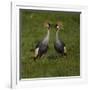 Africa. Tanzania. Grey crowned cranes, Balearica regulorum, at Ngorongoro crater.-Ralph H. Bendjebar-Framed Photographic Print