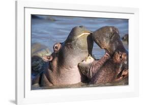 Africa. Tanzania. Hippopotamus, Serengeti National Park.-Ralph H. Bendjebar-Framed Photographic Print