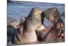 Africa. Tanzania. Hippopotamus, Serengeti National Park.-Ralph H. Bendjebar-Mounted Photographic Print