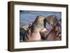 Africa. Tanzania. Hippopotamus, Serengeti National Park.-Ralph H. Bendjebar-Framed Premium Photographic Print