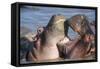 Africa. Tanzania. Hippopotamus, Serengeti National Park.-Ralph H. Bendjebar-Framed Stretched Canvas