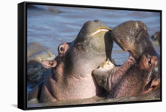 Africa. Tanzania. Hippopotamus, Serengeti National Park.-Ralph H. Bendjebar-Framed Stretched Canvas