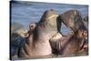 Africa. Tanzania. Hippopotamus, Serengeti National Park.-Ralph H. Bendjebar-Stretched Canvas