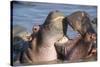 Africa. Tanzania. Hippopotamus, Serengeti National Park.-Ralph H. Bendjebar-Stretched Canvas