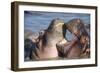 Africa. Tanzania. Hippopotamus, Serengeti National Park.-Ralph H. Bendjebar-Framed Photographic Print