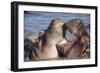 Africa. Tanzania. Hippopotamus, Serengeti National Park.-Ralph H. Bendjebar-Framed Photographic Print