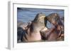 Africa. Tanzania. Hippopotamus, Serengeti National Park.-Ralph H. Bendjebar-Framed Photographic Print