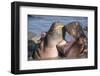 Africa. Tanzania. Hippopotamus, Serengeti National Park.-Ralph H. Bendjebar-Framed Photographic Print