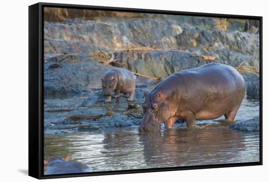 Africa. Tanzania. Hippopotamus, Serengeti National Park.-Ralph H. Bendjebar-Framed Stretched Canvas