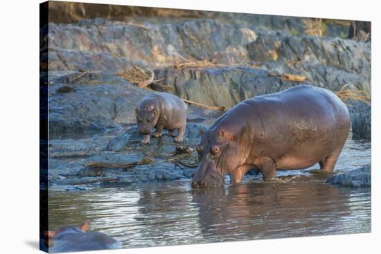 Africa. Tanzania. Hippopotamus, Serengeti National Park.-Ralph H. Bendjebar-Stretched Canvas