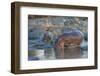 Africa. Tanzania. Hippopotamus, Serengeti National Park.-Ralph H. Bendjebar-Framed Premium Photographic Print