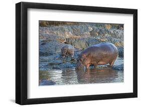 Africa. Tanzania. Hippopotamus, Serengeti National Park.-Ralph H. Bendjebar-Framed Premium Photographic Print