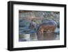 Africa. Tanzania. Hippopotamus, Serengeti National Park.-Ralph H. Bendjebar-Framed Premium Photographic Print