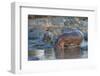 Africa. Tanzania. Hippopotamus, Serengeti National Park.-Ralph H. Bendjebar-Framed Premium Photographic Print