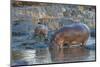 Africa. Tanzania. Hippopotamus, Serengeti National Park.-Ralph H. Bendjebar-Mounted Premium Photographic Print