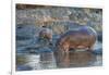 Africa. Tanzania. Hippopotamus, Serengeti National Park.-Ralph H. Bendjebar-Framed Premium Photographic Print