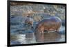 Africa. Tanzania. Hippopotamus, Serengeti National Park.-Ralph H. Bendjebar-Framed Premium Photographic Print