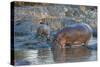 Africa. Tanzania. Hippopotamus, Serengeti National Park.-Ralph H. Bendjebar-Stretched Canvas