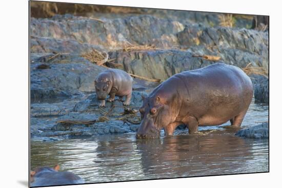 Africa. Tanzania. Hippopotamus, Serengeti National Park.-Ralph H. Bendjebar-Mounted Photographic Print