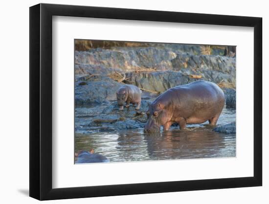 Africa. Tanzania. Hippopotamus, Serengeti National Park.-Ralph H. Bendjebar-Framed Photographic Print