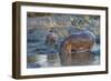 Africa. Tanzania. Hippopotamus, Serengeti National Park.-Ralph H. Bendjebar-Framed Photographic Print