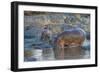 Africa. Tanzania. Hippopotamus, Serengeti National Park.-Ralph H. Bendjebar-Framed Photographic Print