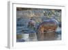 Africa. Tanzania. Hippopotamus, Serengeti National Park.-Ralph H. Bendjebar-Framed Photographic Print