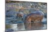 Africa. Tanzania. Hippopotamus, Serengeti National Park.-Ralph H. Bendjebar-Mounted Photographic Print