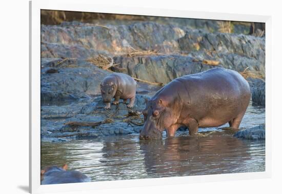 Africa. Tanzania. Hippopotamus, Serengeti National Park.-Ralph H. Bendjebar-Framed Photographic Print