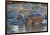 Africa. Tanzania. Hippopotamus, Serengeti National Park.-Ralph H. Bendjebar-Framed Photographic Print