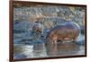 Africa. Tanzania. Hippopotamus, Serengeti National Park.-Ralph H. Bendjebar-Framed Photographic Print