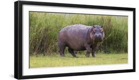 Africa. Tanzania. Hippopotamus, Serengeti National Park.-Ralph H. Bendjebar-Framed Premium Photographic Print