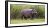 Africa. Tanzania. Hippopotamus, Serengeti National Park.-Ralph H. Bendjebar-Framed Premium Photographic Print