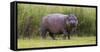 Africa. Tanzania. Hippopotamus, Serengeti National Park.-Ralph H. Bendjebar-Framed Stretched Canvas