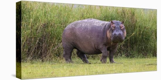 Africa. Tanzania. Hippopotamus, Serengeti National Park.-Ralph H. Bendjebar-Stretched Canvas