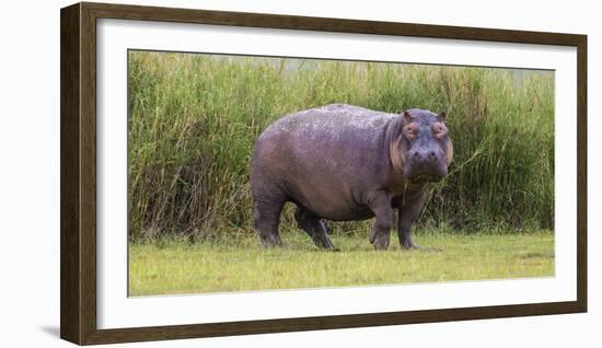 Africa. Tanzania. Hippopotamus, Serengeti National Park.-Ralph H. Bendjebar-Framed Photographic Print