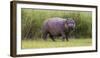 Africa. Tanzania. Hippopotamus, Serengeti National Park.-Ralph H. Bendjebar-Framed Photographic Print
