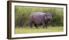 Africa. Tanzania. Hippopotamus, Serengeti National Park.-Ralph H. Bendjebar-Framed Photographic Print