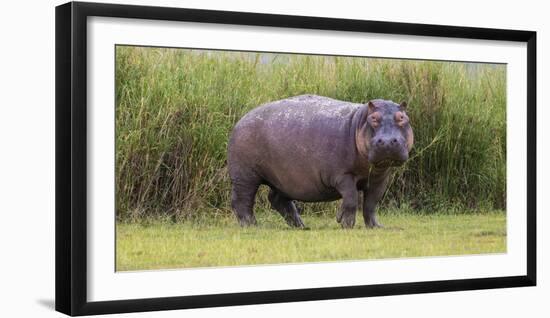 Africa. Tanzania. Hippopotamus, Serengeti National Park.-Ralph H. Bendjebar-Framed Photographic Print