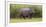 Africa. Tanzania. Hippopotamus, Serengeti National Park.-Ralph H. Bendjebar-Framed Photographic Print