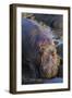 Africa. Tanzania. Hippopotamus, Serengeti National Park.-Ralph H. Bendjebar-Framed Premium Photographic Print