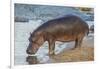 Africa. Tanzania. Hippopotamus, Serengeti National Park.-Ralph H. Bendjebar-Framed Photographic Print