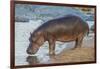 Africa. Tanzania. Hippopotamus, Serengeti National Park.-Ralph H. Bendjebar-Framed Photographic Print