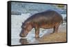 Africa. Tanzania. Hippopotamus, Serengeti National Park.-Ralph H. Bendjebar-Framed Stretched Canvas