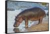 Africa. Tanzania. Hippopotamus, Serengeti National Park.-Ralph H. Bendjebar-Framed Stretched Canvas