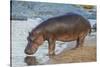 Africa. Tanzania. Hippopotamus, Serengeti National Park.-Ralph H. Bendjebar-Stretched Canvas