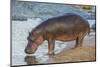 Africa. Tanzania. Hippopotamus, Serengeti National Park.-Ralph H. Bendjebar-Mounted Photographic Print