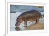 Africa. Tanzania. Hippopotamus, Serengeti National Park.-Ralph H. Bendjebar-Framed Photographic Print