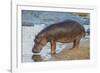 Africa. Tanzania. Hippopotamus, Serengeti National Park.-Ralph H. Bendjebar-Framed Photographic Print